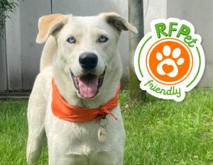 Adoptar es darle la oportunidad a un angelito