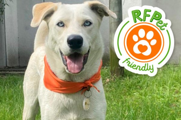 Adoptar es darle la oportunidad a un angelito